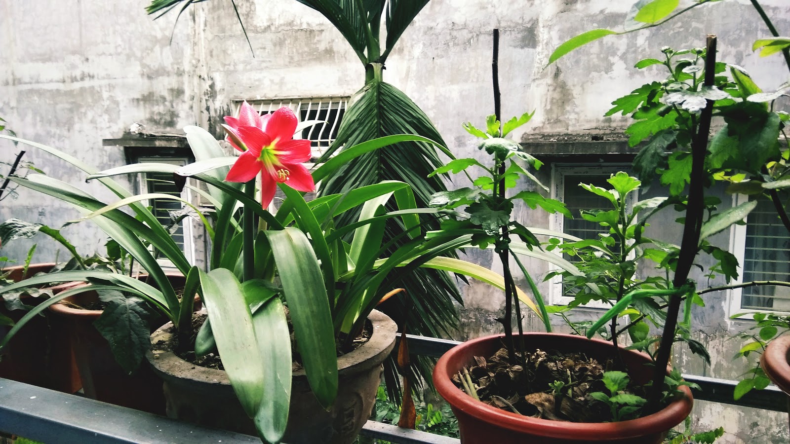 hoa loa kèn