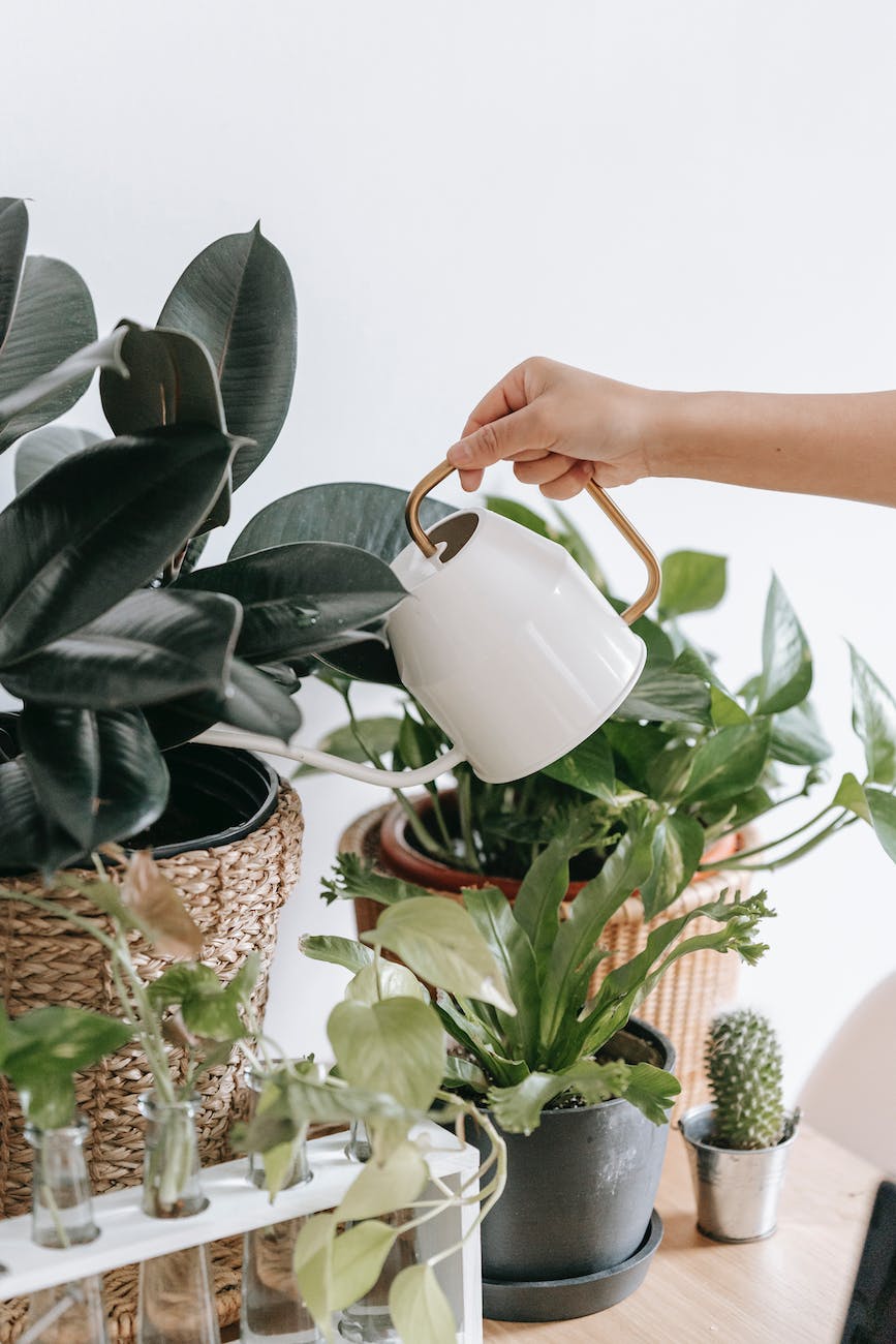 anonymous person watering houseplants in room