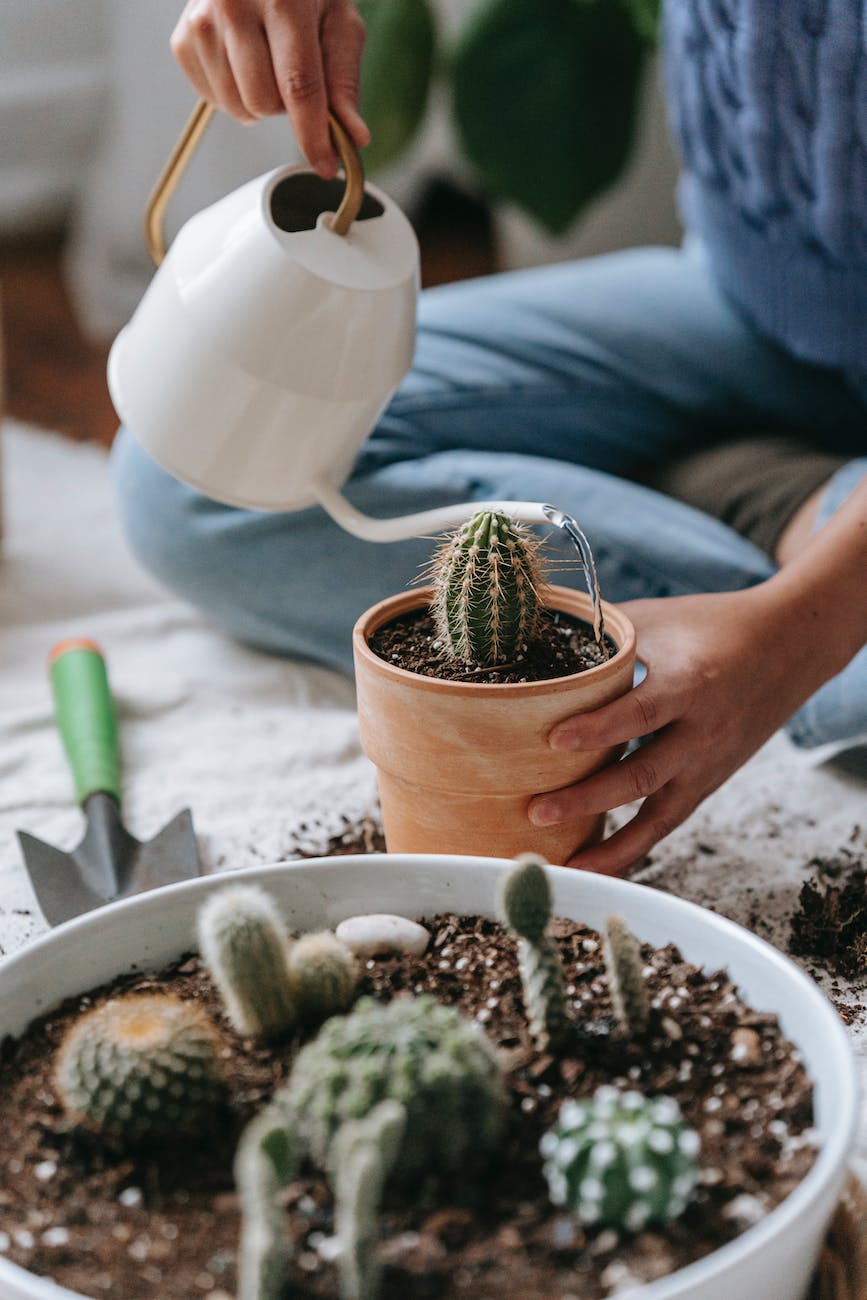 person watering cactus in pot in light room