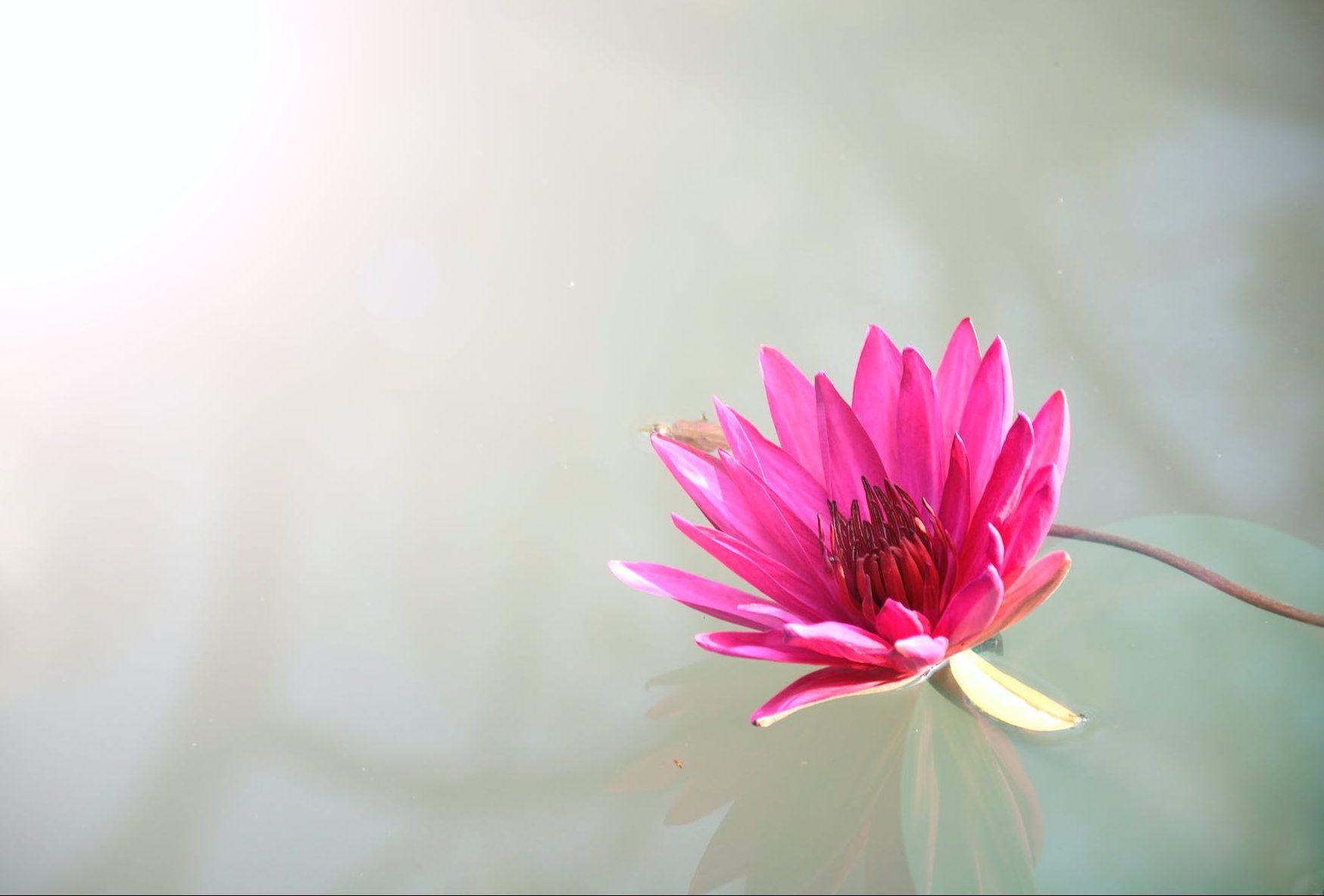 pink lotus flower
